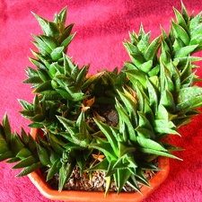 Haworthia viscosa