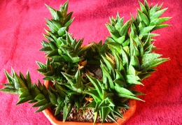 Haworthia viscosa