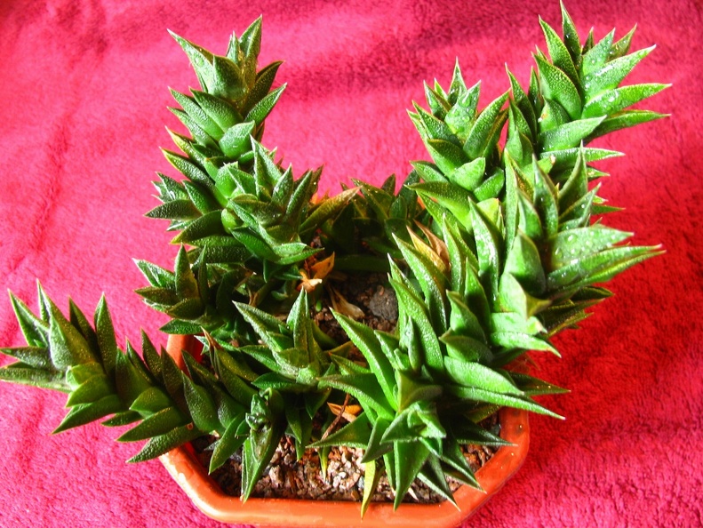Haworthia viscosa