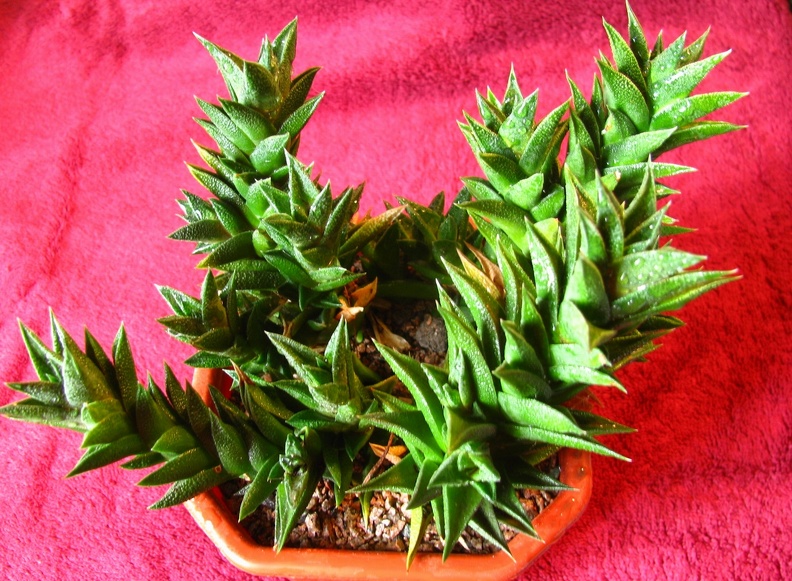 Haworthia_viscosa.jpg
