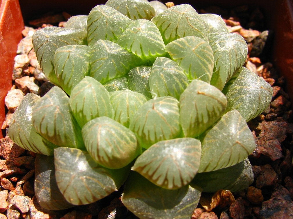 Haworthya cooperi