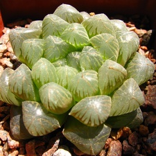Haworthya cooperi
