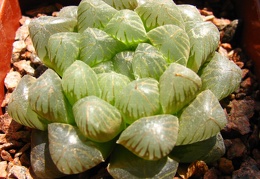 Haworthya cooperi