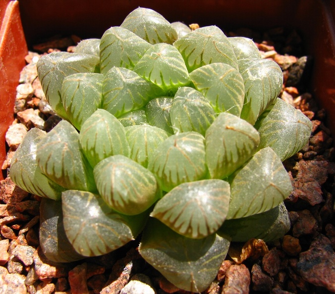 Haworthya_cooperi.jpg