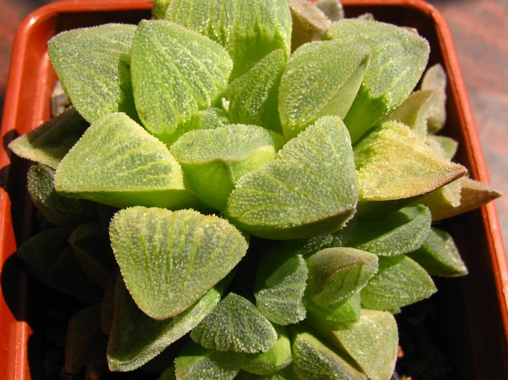 Haworthya pygmaea