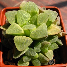 Haworthya pygmaea