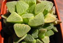 Haworthya pygmaea
