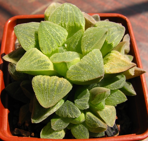 Haworthya_pygmaea.jpg