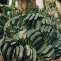 Hawortia truncata