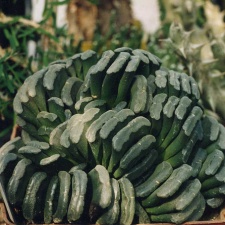 Hawortia truncata
