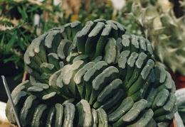 Hawortia truncata