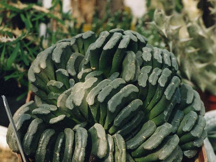 Hawortia truncata