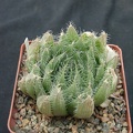 Hawortia arachnoidea