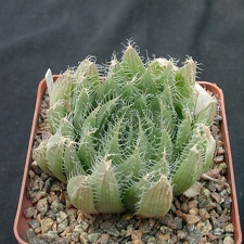 Hawortia arachnoidea