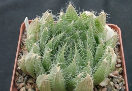 Hawortia arachnoidea