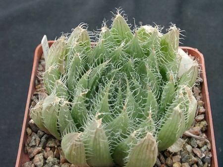 Hawortia arachnoidea