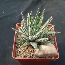 Hawortia attenvata v clariperla