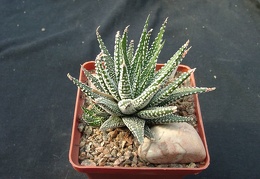Hawortia attenvata v clariperla