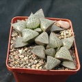 Hawortia comptoniana