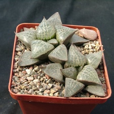 Hawortia comptoniana