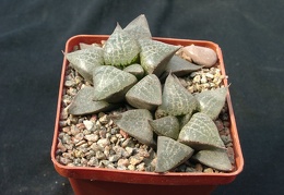 Hawortia comptoniana