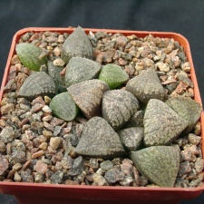 Hawortia emelyae