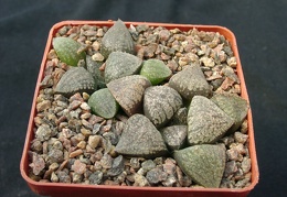 Hawortia emelyae