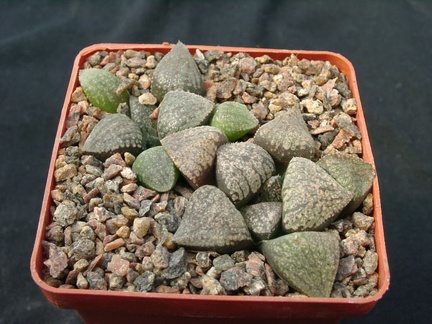 Hawortia emelyae