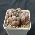 Hawortia hubrud