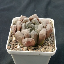Hawortia hubrud