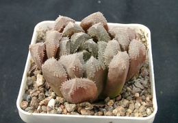 Hawortia hubrud