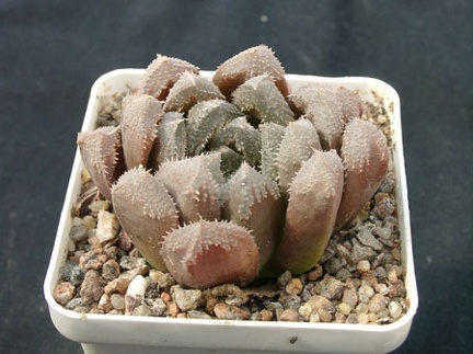 Hawortia hubrud