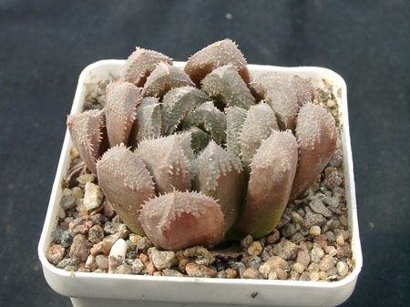 Hawortia hubrud