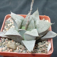 Hawortia magnifica