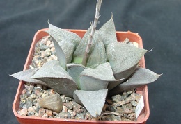 Hawortia magnifica