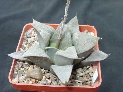 Hawortia magnifica