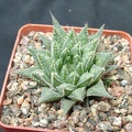 Hawortia magnifica v meiringii