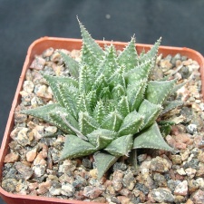 Hawortia magnifica v meiringii