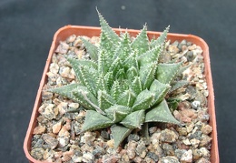 Hawortia magnifica v meiringii