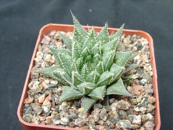 Hawortia magnifica v meiringii