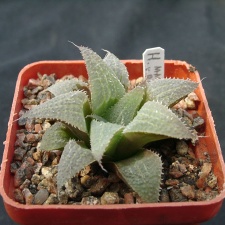 Hawortia magnifica v riversdeil
