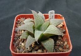 Hawortia magnifica v riversdeil