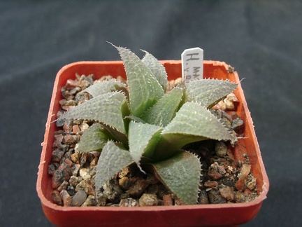 Hawortia magnifica v riversdeil