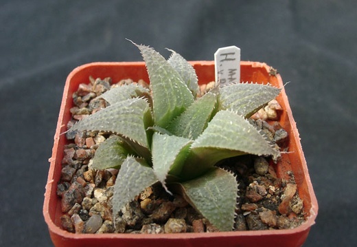 Hawortia magnifica v riversdeil (1639 відвідувань) Hawortia magnifica v riversdeil