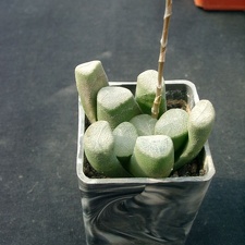 Hawortia maochanii
