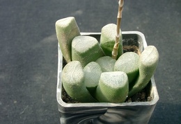 Hawortia maochanii