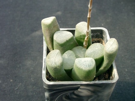 Hawortia maochanii