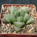 Hawortia olsonii