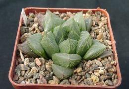 Hawortia olsonii