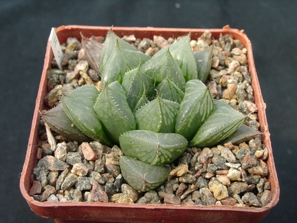 Hawortia olsonii